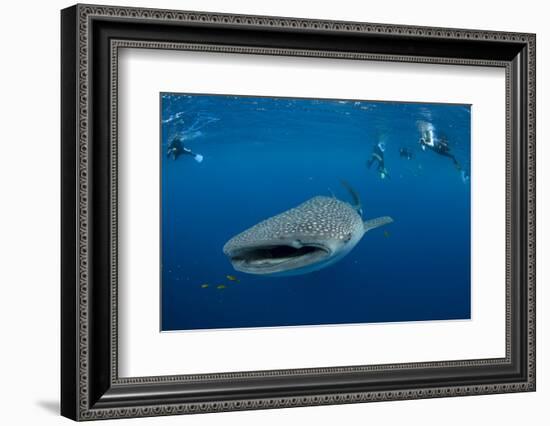 Whale Shark and People. Cenderawasih Bay, West Papua, Indonesia-Pete Oxford-Framed Photographic Print