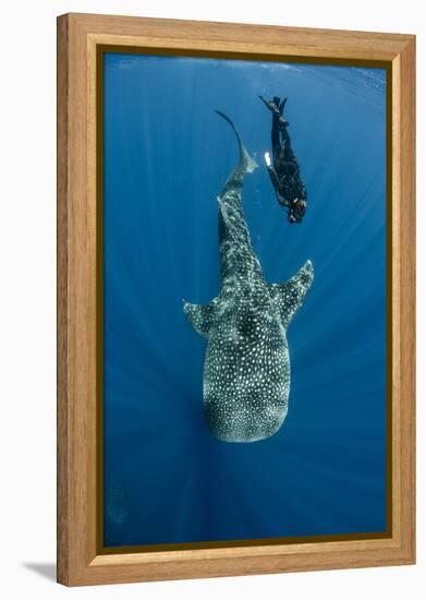 Whale Shark and Tourist. Cenderawasih Bay, West Papua, Indonesia-Pete Oxford-Framed Premier Image Canvas