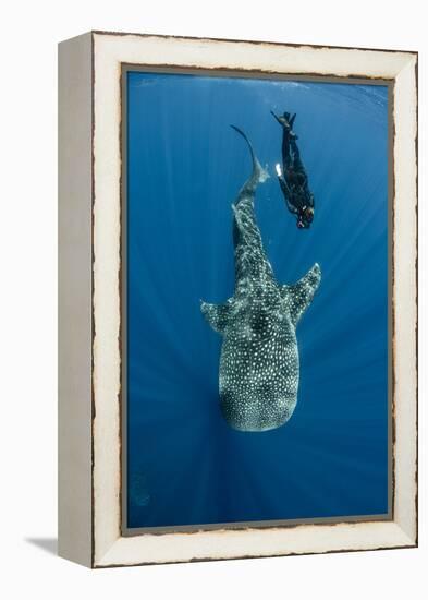 Whale Shark and Tourist. Cenderawasih Bay, West Papua, Indonesia-Pete Oxford-Framed Premier Image Canvas