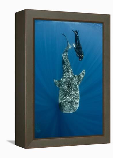 Whale Shark and Tourist. Cenderawasih Bay, West Papua, Indonesia-Pete Oxford-Framed Premier Image Canvas