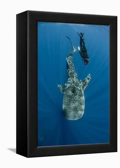 Whale Shark and Tourist. Cenderawasih Bay, West Papua, Indonesia-Pete Oxford-Framed Premier Image Canvas