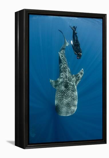 Whale Shark and Tourist. Cenderawasih Bay, West Papua, Indonesia-Pete Oxford-Framed Premier Image Canvas