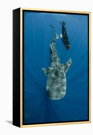 Whale Shark and Tourist. Cenderawasih Bay, West Papua, Indonesia-Pete Oxford-Framed Premier Image Canvas