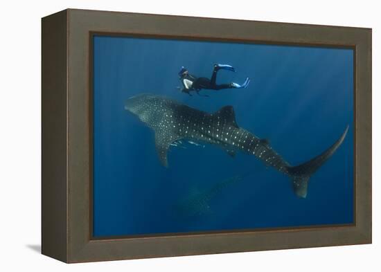 Whale Shark and Tourist. Cenderawasih Bay, West Papua, Indonesia-Pete Oxford-Framed Premier Image Canvas