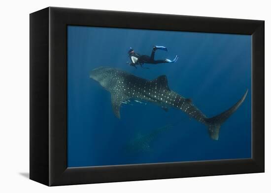 Whale Shark and Tourist. Cenderawasih Bay, West Papua, Indonesia-Pete Oxford-Framed Premier Image Canvas