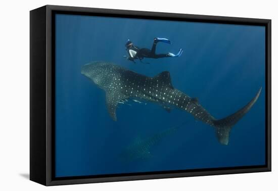 Whale Shark and Tourist. Cenderawasih Bay, West Papua, Indonesia-Pete Oxford-Framed Premier Image Canvas