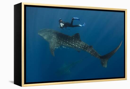 Whale Shark and Tourist. Cenderawasih Bay, West Papua, Indonesia-Pete Oxford-Framed Premier Image Canvas