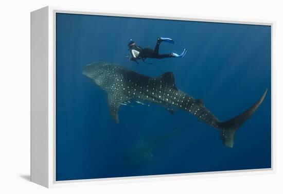 Whale Shark and Tourist. Cenderawasih Bay, West Papua, Indonesia-Pete Oxford-Framed Premier Image Canvas