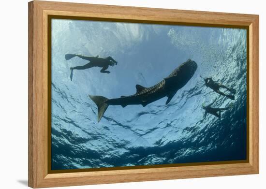 Whale Shark and Tourist. Cenderawasih Bay, West Papua, Indonesia-Pete Oxford-Framed Premier Image Canvas