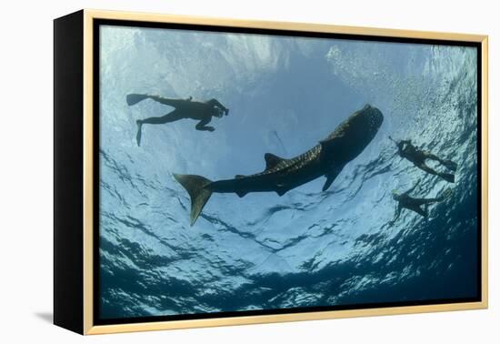 Whale Shark and Tourist. Cenderawasih Bay, West Papua, Indonesia-Pete Oxford-Framed Premier Image Canvas