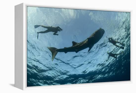 Whale Shark and Tourist. Cenderawasih Bay, West Papua, Indonesia-Pete Oxford-Framed Premier Image Canvas