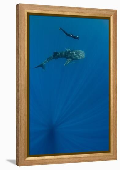 Whale Shark and Tourist. Cenderawasih Bay, West Papua, Indonesia-Pete Oxford-Framed Premier Image Canvas