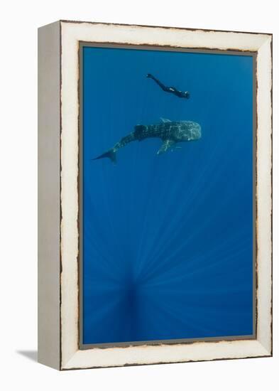 Whale Shark and Tourist. Cenderawasih Bay, West Papua, Indonesia-Pete Oxford-Framed Premier Image Canvas