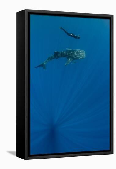 Whale Shark and Tourist. Cenderawasih Bay, West Papua, Indonesia-Pete Oxford-Framed Premier Image Canvas