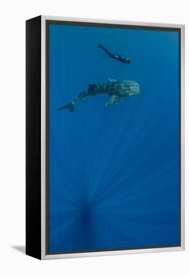 Whale Shark and Tourist. Cenderawasih Bay, West Papua, Indonesia-Pete Oxford-Framed Premier Image Canvas