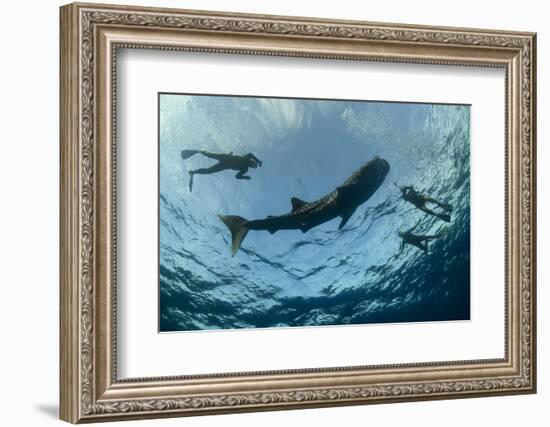 Whale Shark and Tourist. Cenderawasih Bay, West Papua, Indonesia-Pete Oxford-Framed Photographic Print