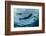 Whale Shark and Tourist. Cenderawasih Bay, West Papua, Indonesia-Pete Oxford-Framed Photographic Print