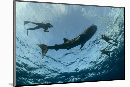 Whale Shark and Tourist. Cenderawasih Bay, West Papua, Indonesia-Pete Oxford-Mounted Photographic Print