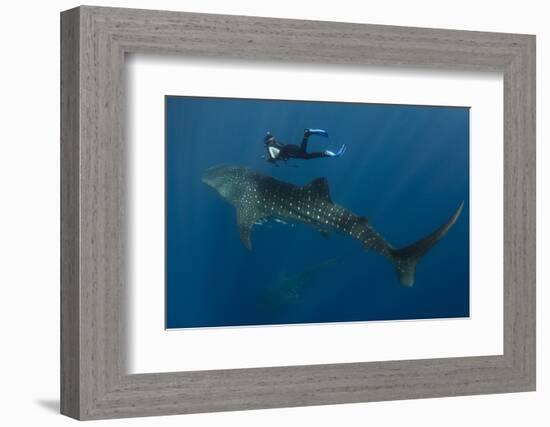 Whale Shark and Tourist. Cenderawasih Bay, West Papua, Indonesia-Pete Oxford-Framed Photographic Print