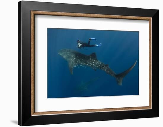 Whale Shark and Tourist. Cenderawasih Bay, West Papua, Indonesia-Pete Oxford-Framed Photographic Print