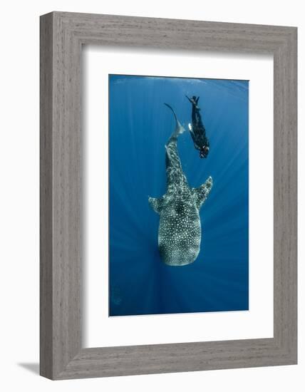 Whale Shark and Tourist. Cenderawasih Bay, West Papua, Indonesia-Pete Oxford-Framed Photographic Print