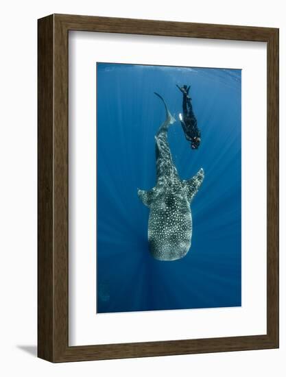 Whale Shark and Tourist. Cenderawasih Bay, West Papua, Indonesia-Pete Oxford-Framed Photographic Print