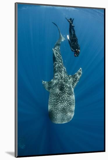 Whale Shark and Tourist. Cenderawasih Bay, West Papua, Indonesia-Pete Oxford-Mounted Photographic Print