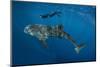 Whale Shark and Tourist. Cenderawasih Bay, West Papua, Indonesia-Pete Oxford-Mounted Photographic Print