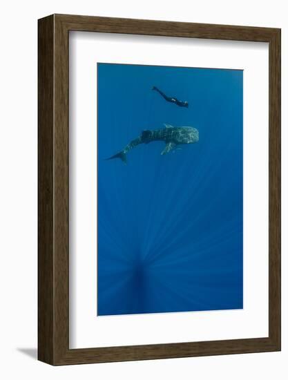 Whale Shark and Tourist. Cenderawasih Bay, West Papua, Indonesia-Pete Oxford-Framed Photographic Print