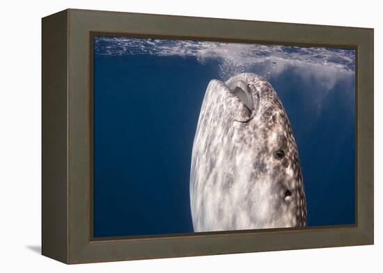 Whale Shark, Cenderawasih Bay, West Papua, Indonesia-Pete Oxford-Framed Premier Image Canvas