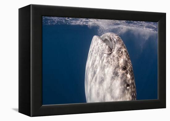 Whale Shark, Cenderawasih Bay, West Papua, Indonesia-Pete Oxford-Framed Premier Image Canvas