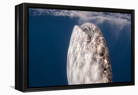 Whale Shark, Cenderawasih Bay, West Papua, Indonesia-Pete Oxford-Framed Premier Image Canvas