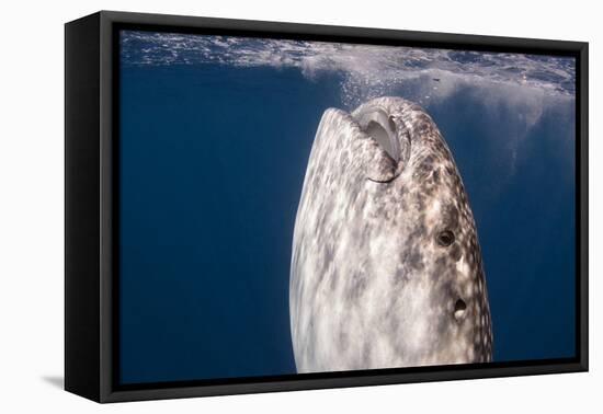 Whale Shark, Cenderawasih Bay, West Papua, Indonesia-Pete Oxford-Framed Premier Image Canvas