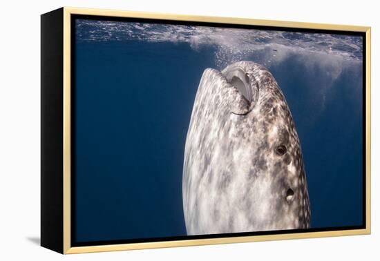 Whale Shark, Cenderawasih Bay, West Papua, Indonesia-Pete Oxford-Framed Premier Image Canvas