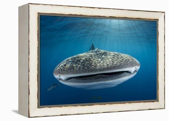 Whale Shark, Cenderawasih Bay, West Papua, Indonesia-Pete Oxford-Framed Premier Image Canvas