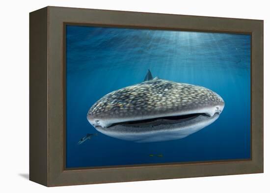 Whale Shark, Cenderawasih Bay, West Papua, Indonesia-Pete Oxford-Framed Premier Image Canvas