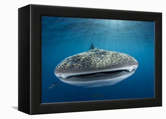 Whale Shark, Cenderawasih Bay, West Papua, Indonesia-Pete Oxford-Framed Premier Image Canvas