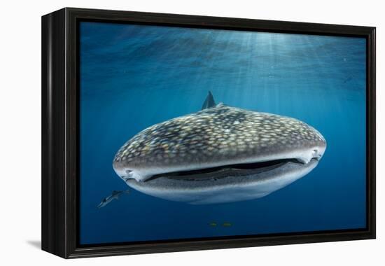 Whale Shark, Cenderawasih Bay, West Papua, Indonesia-Pete Oxford-Framed Premier Image Canvas