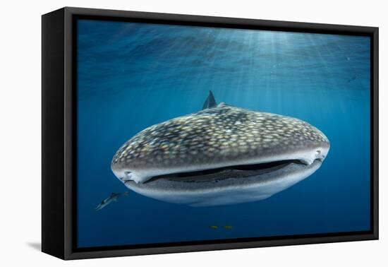 Whale Shark, Cenderawasih Bay, West Papua, Indonesia-Pete Oxford-Framed Premier Image Canvas