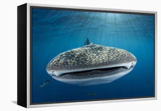 Whale Shark, Cenderawasih Bay, West Papua, Indonesia-Pete Oxford-Framed Premier Image Canvas