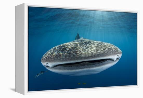 Whale Shark, Cenderawasih Bay, West Papua, Indonesia-Pete Oxford-Framed Premier Image Canvas