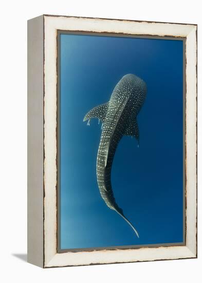 Whale Shark, Cenderawasih Bay, West Papua, Indonesia-Pete Oxford-Framed Premier Image Canvas