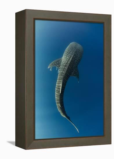 Whale Shark, Cenderawasih Bay, West Papua, Indonesia-Pete Oxford-Framed Premier Image Canvas