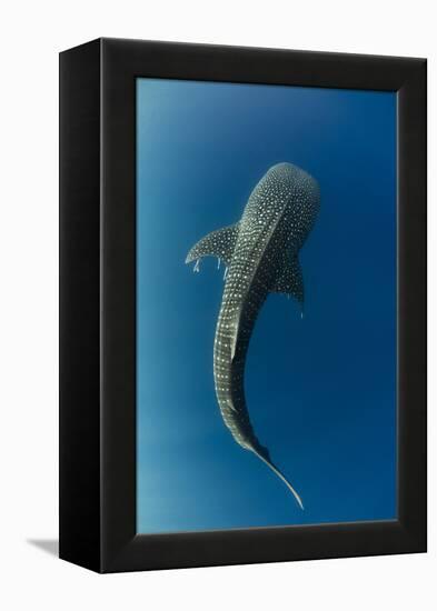 Whale Shark, Cenderawasih Bay, West Papua, Indonesia-Pete Oxford-Framed Premier Image Canvas