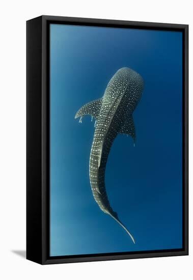 Whale Shark, Cenderawasih Bay, West Papua, Indonesia-Pete Oxford-Framed Premier Image Canvas