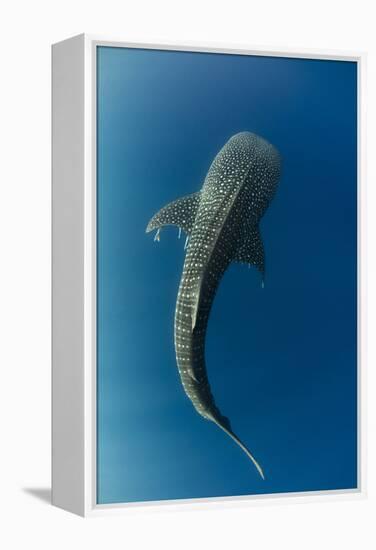 Whale Shark, Cenderawasih Bay, West Papua, Indonesia-Pete Oxford-Framed Premier Image Canvas