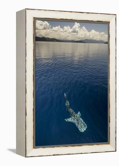 Whale Shark, Cenderawasih Bay, West Papua, Indonesia-Pete Oxford-Framed Premier Image Canvas