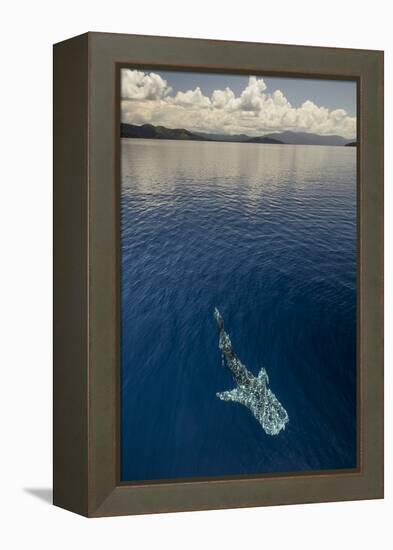 Whale Shark, Cenderawasih Bay, West Papua, Indonesia-Pete Oxford-Framed Premier Image Canvas