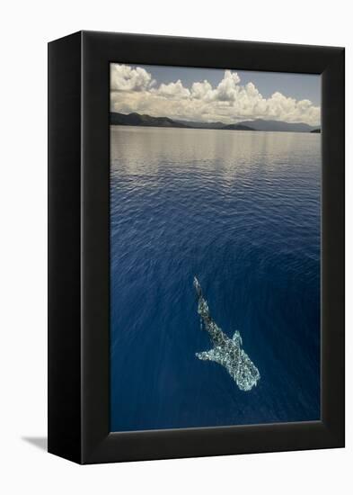 Whale Shark, Cenderawasih Bay, West Papua, Indonesia-Pete Oxford-Framed Premier Image Canvas