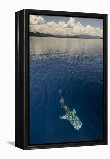 Whale Shark, Cenderawasih Bay, West Papua, Indonesia-Pete Oxford-Framed Premier Image Canvas